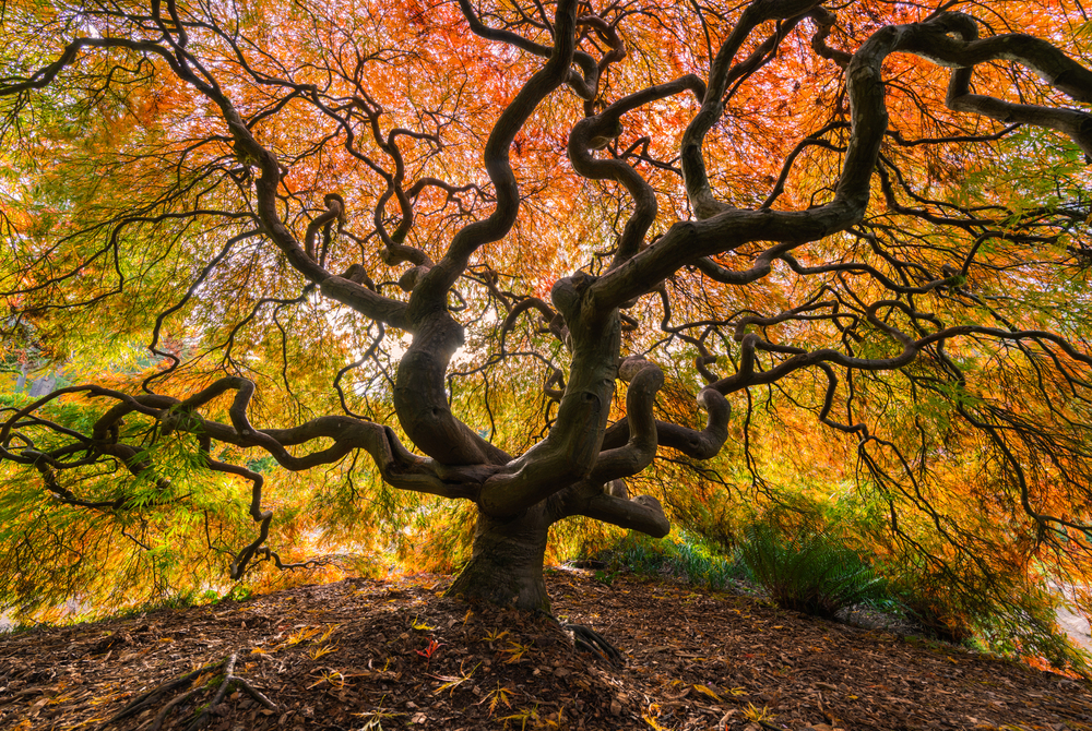 Craig Goodwin Photography – Coupeville Arts & Crafts Festival